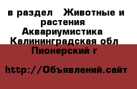  в раздел : Животные и растения » Аквариумистика . Калининградская обл.,Пионерский г.